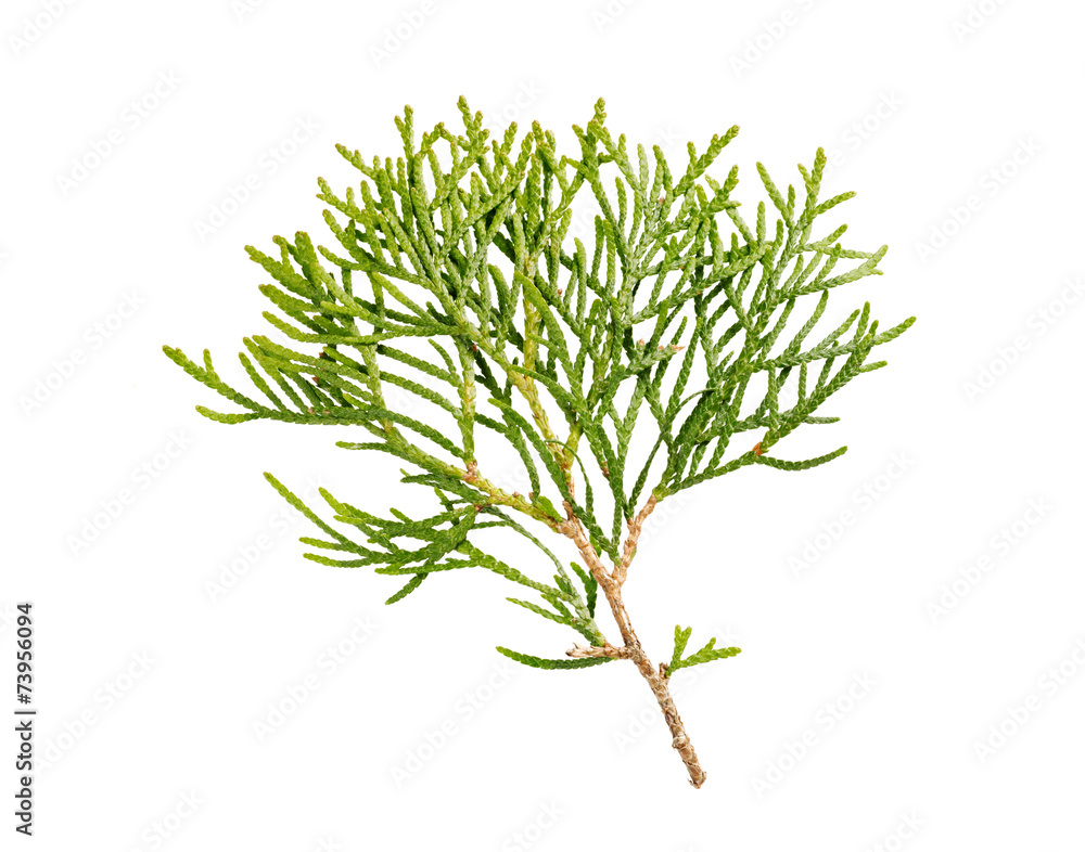 thuja branch isolated on white background thuja branch isolated on white background