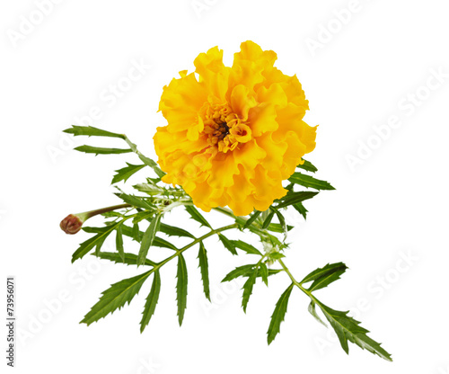Fototapeta Naklejka Na Ścianę i Meble -  marigold flower isolated on white, Latin name Tagetes