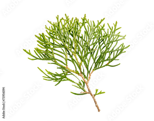 thuja branch isolated on white background