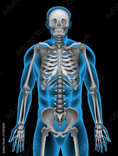 A man's skeleton system