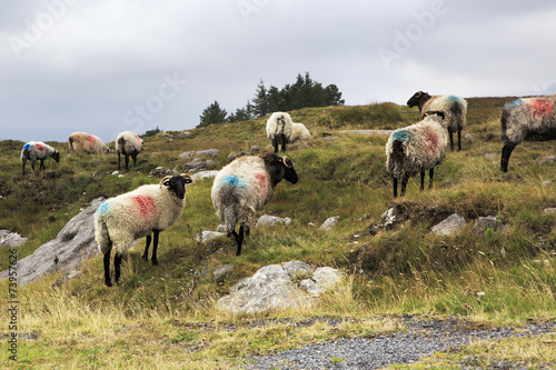 Herd of white sheep with black head.