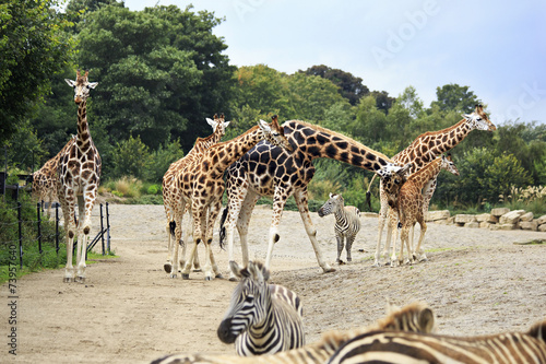 Herd of giraffes and zebras.