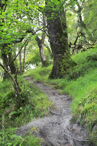 Walking path in wet forest.