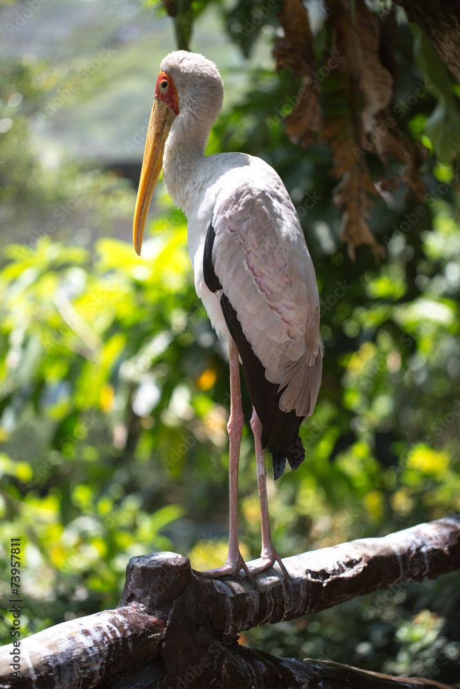 Naklejka premium American white pelican