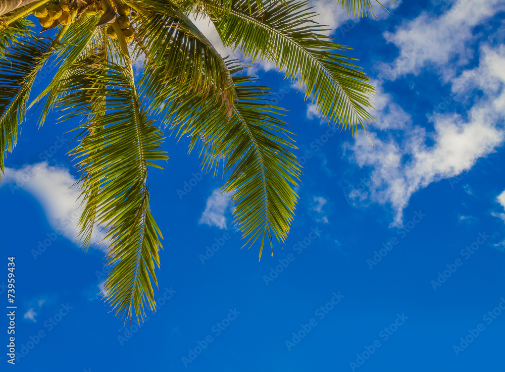 palm tree on sky background palm tree on sky background