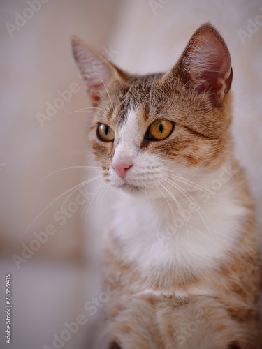 Fototapeta Naklejka Na Ścianę i Meble -  Portrait of a cat with yellow eyes.