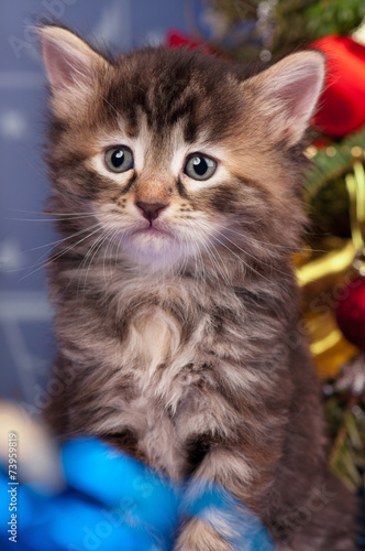 Wallpaper Mural Cute kitten Torontodigital.ca