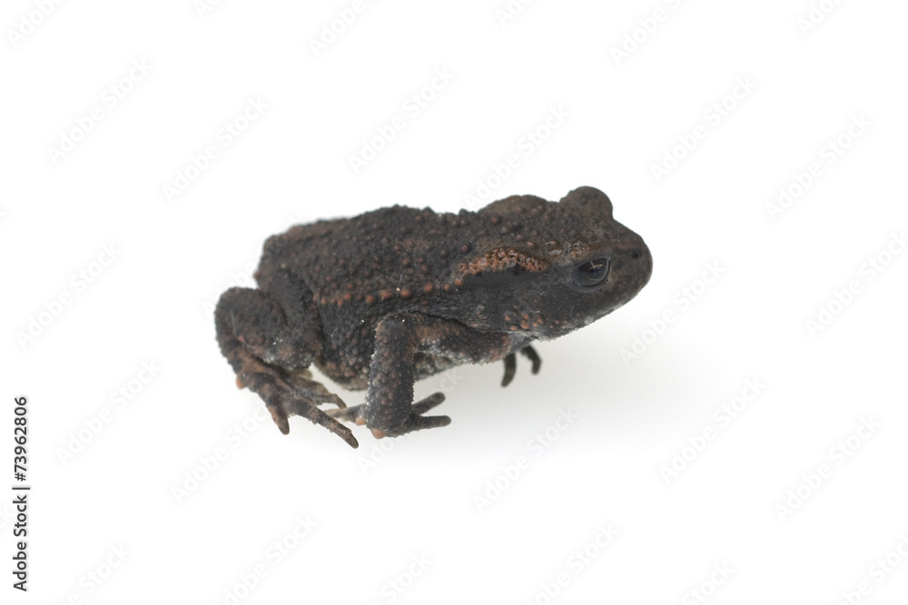 Kroete, Junge, StockFoto Adobe Stock