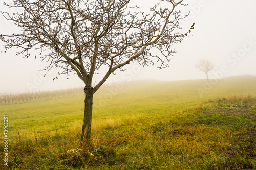 Junger Nussbaum im Nebel
