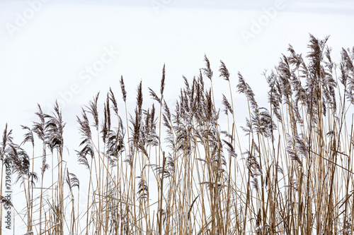 Frozen coastal reed photo
