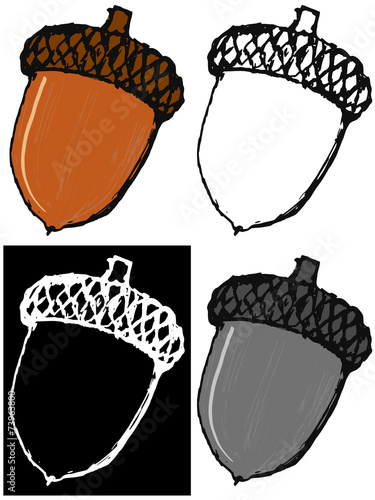 Acorn