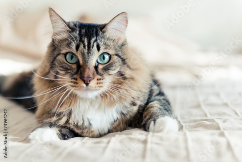 Fototapeta Grey cat lying on bed