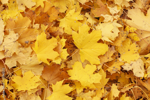 Background group autumn yellow leaves. Outdoor.