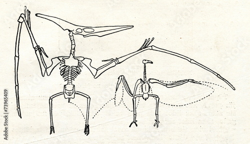 Skeletons of pteranodon and condor (S.W. Williston) photo