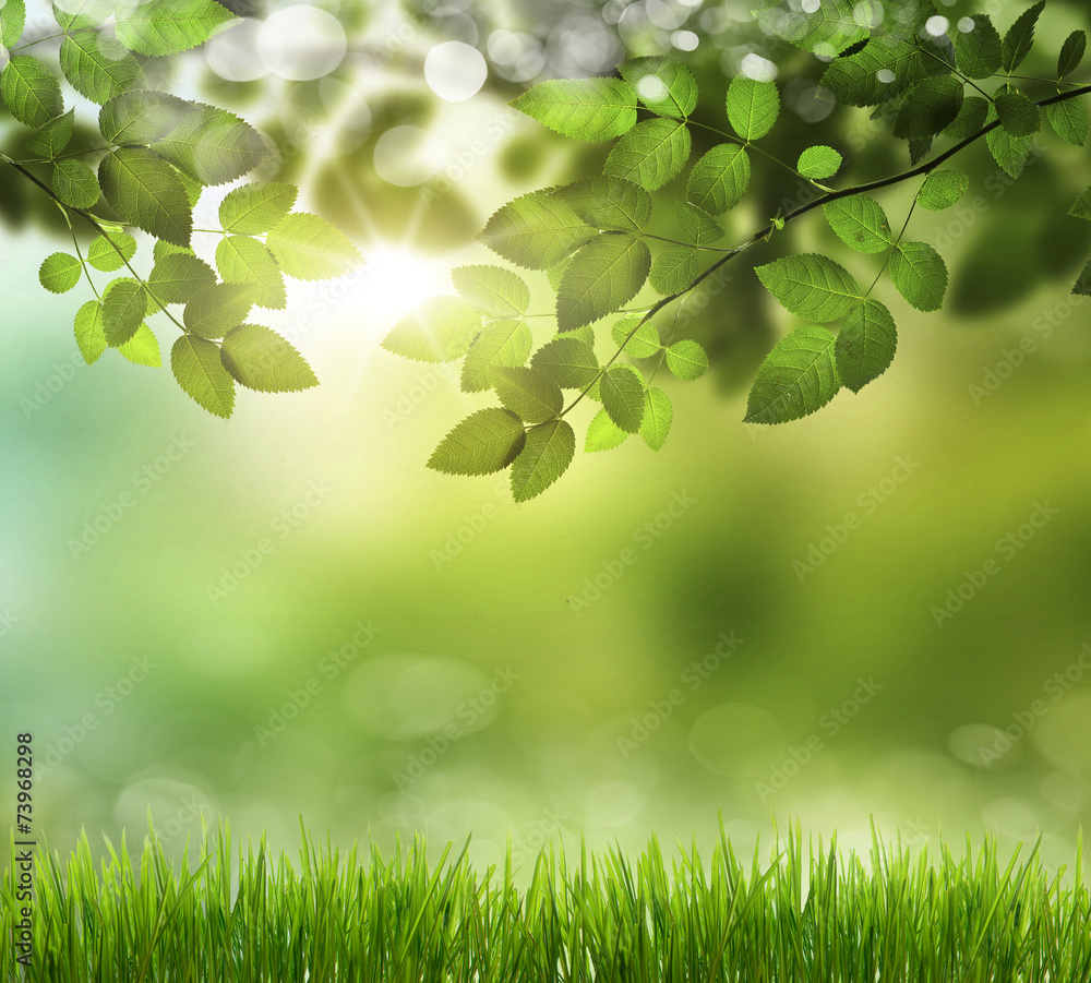 Beautiful Nature Bokeh