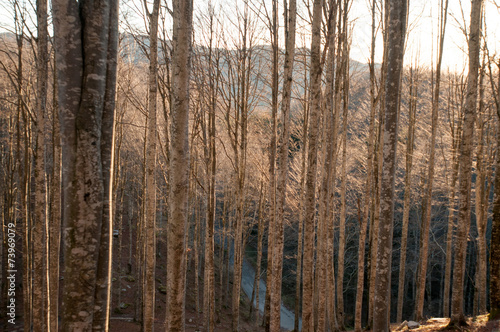 Wallpaper Mural Cansiglio Torontodigital.ca