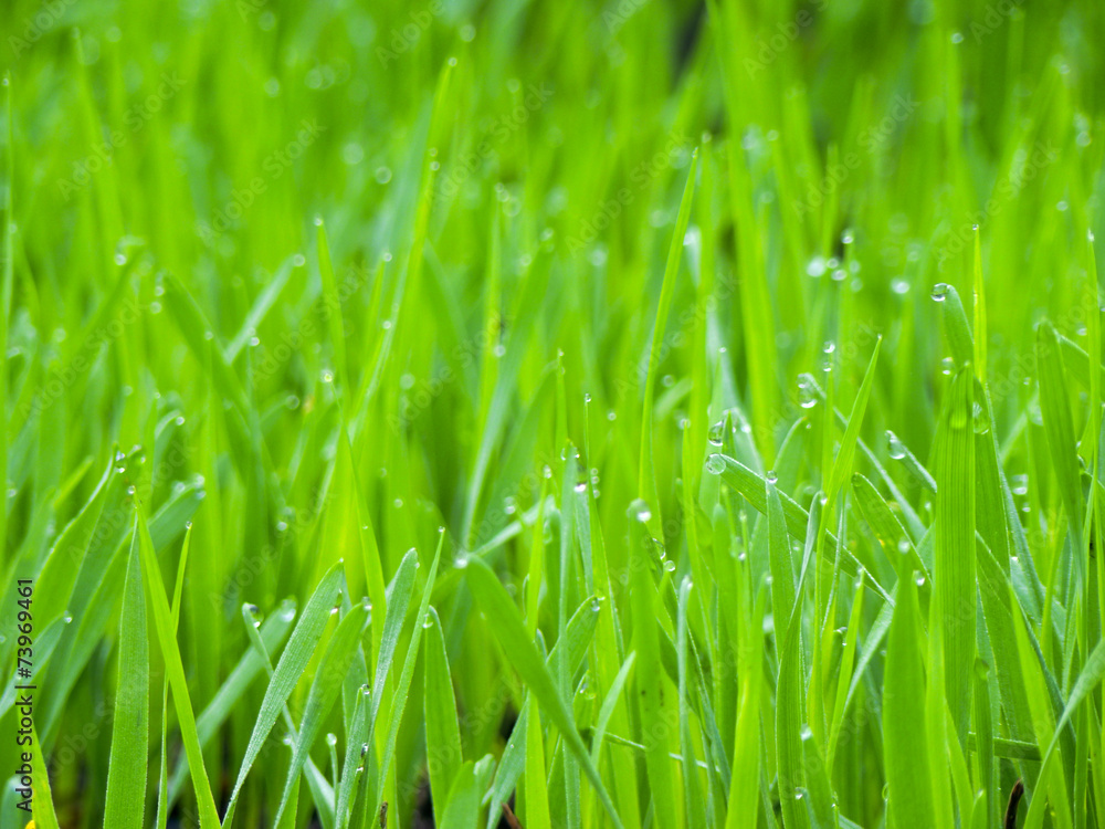 Obraz premium Fresh Green Grass