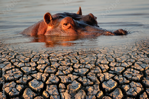 Conceptual images of a hippopotamus and drought
