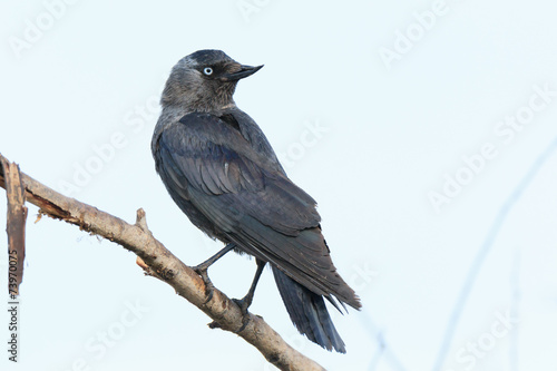 Corvus monedula, Jackdaw.