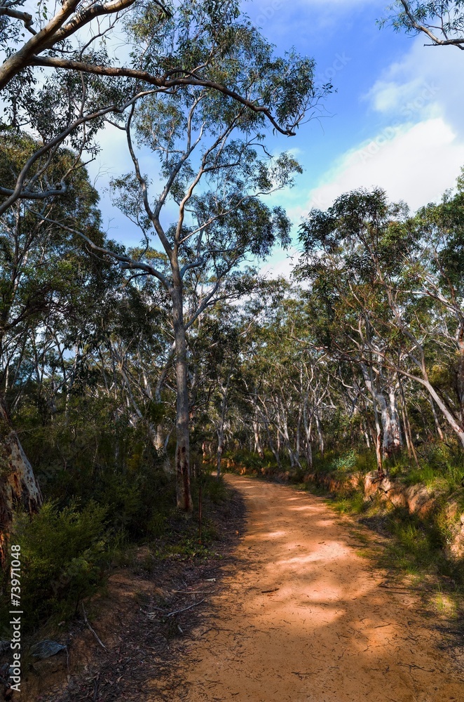 Fototapeta premium Fire trail in the Australian bush