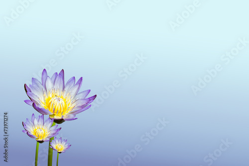 lotus flower on background