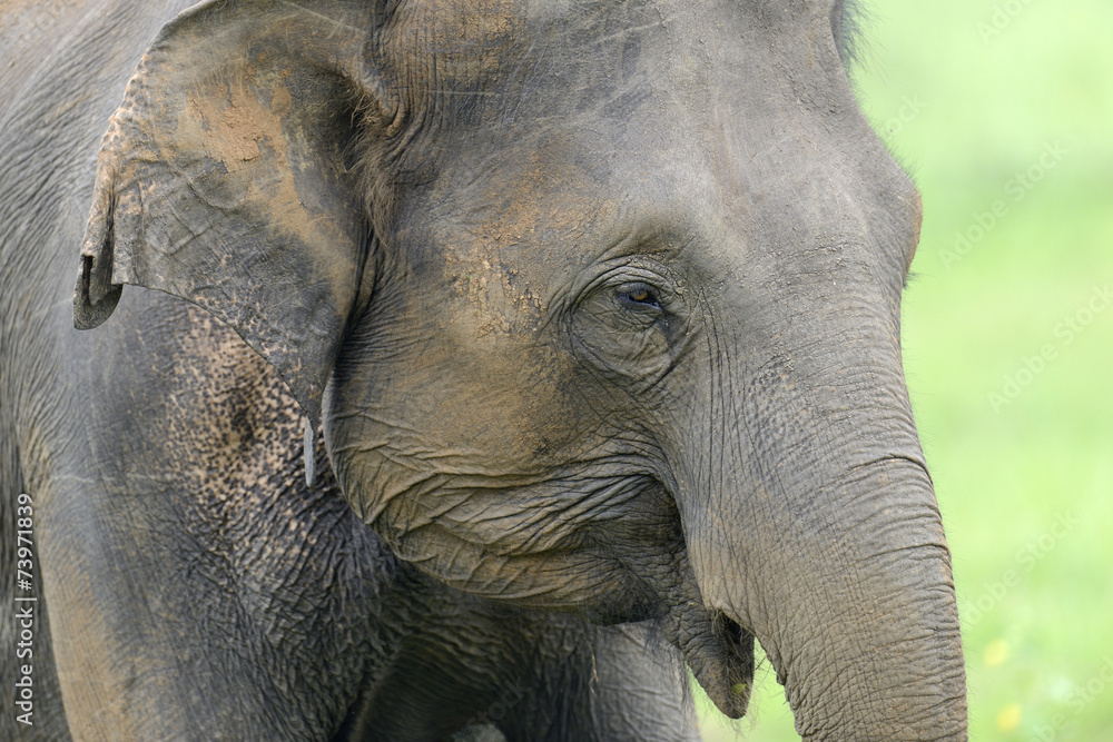 Fototapeta premium Elephants