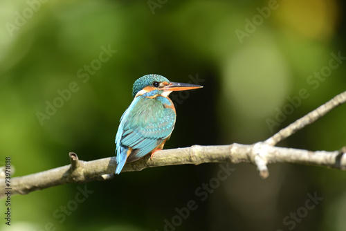 Blue Kingfisher bird © byrdyak