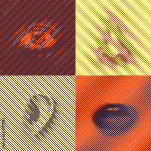 Parts of a face