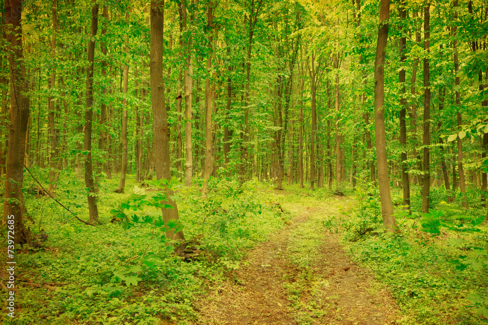 green forest green forest