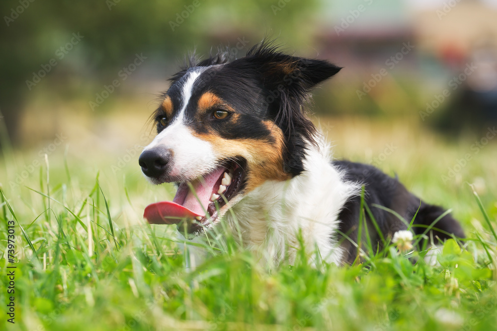 Border collie dog in the grass