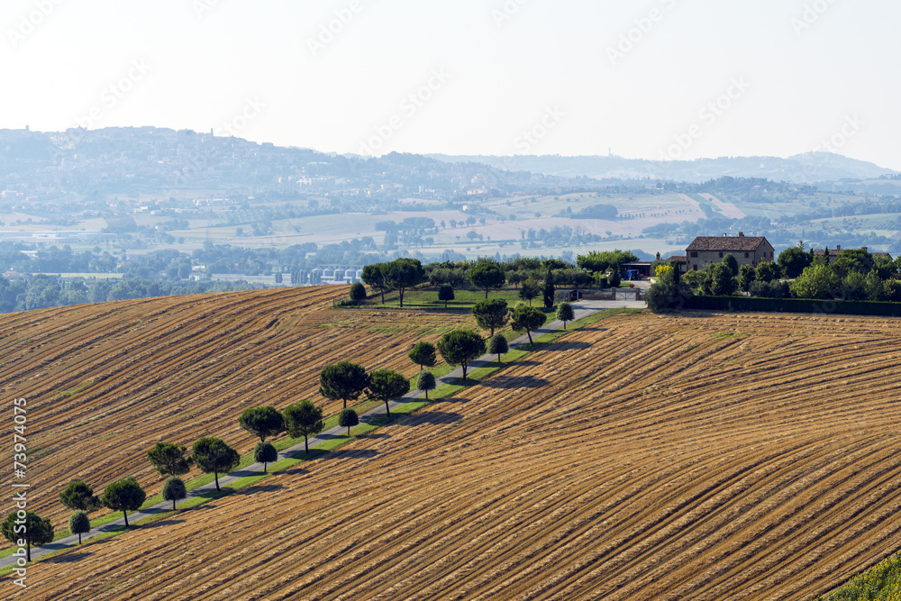 Fototapeta premium Summer landscape in Marches (Italy)