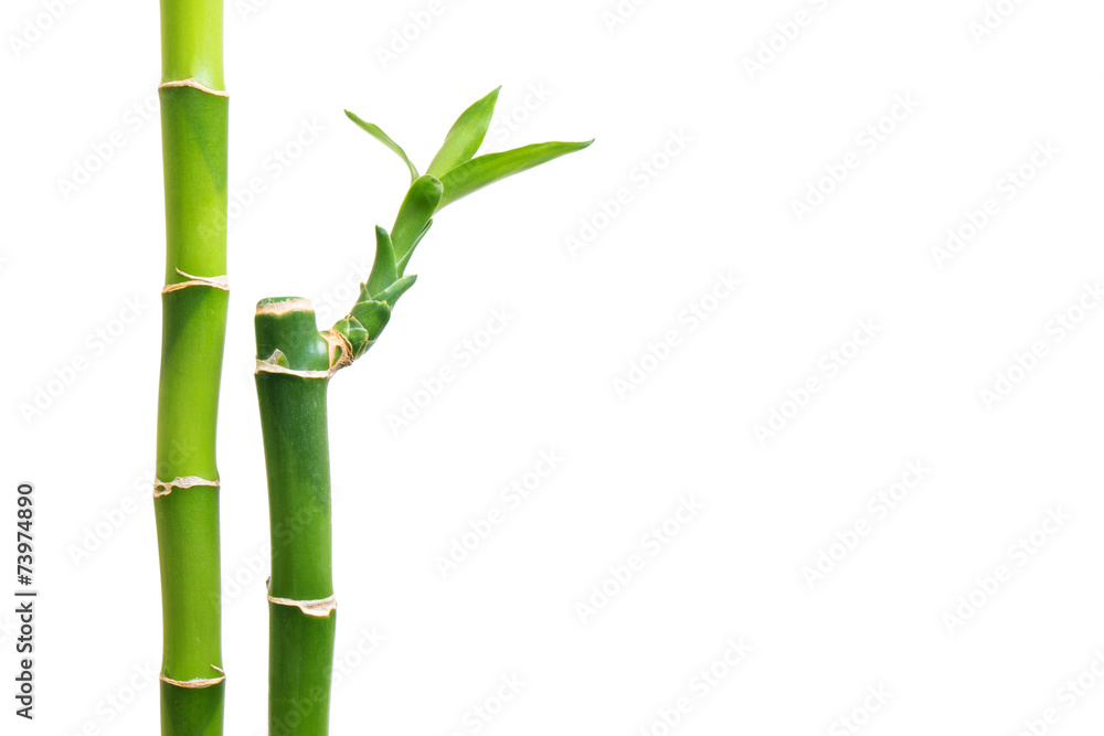 Obraz premium Fresh bamboo isolated on white background