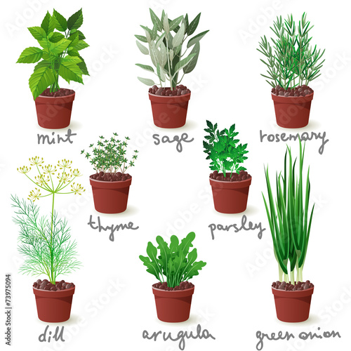 herbs in pots