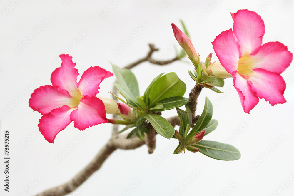 Naklejka premium desert rose are beautiful pink flower