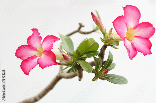 Bilde på lerret desert rose are beautiful pink flower