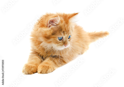 Ginger cat isolated