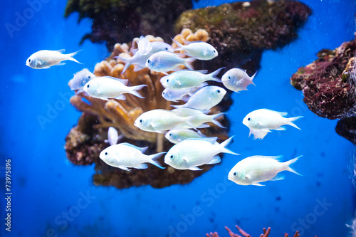 School of fish in the Oceanographic Museum in Monaco