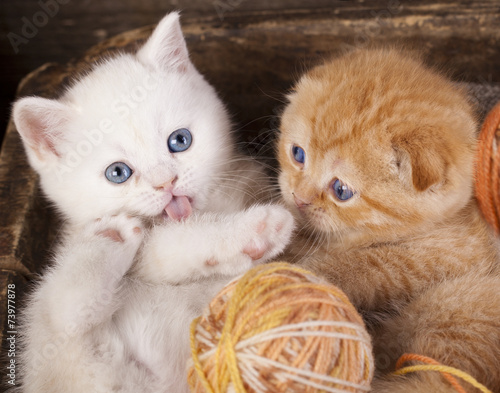 Canvas Print kittens sleeping with a ball of wool