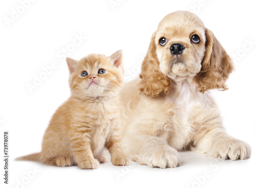 Cocker Spaniel puppy and kitten