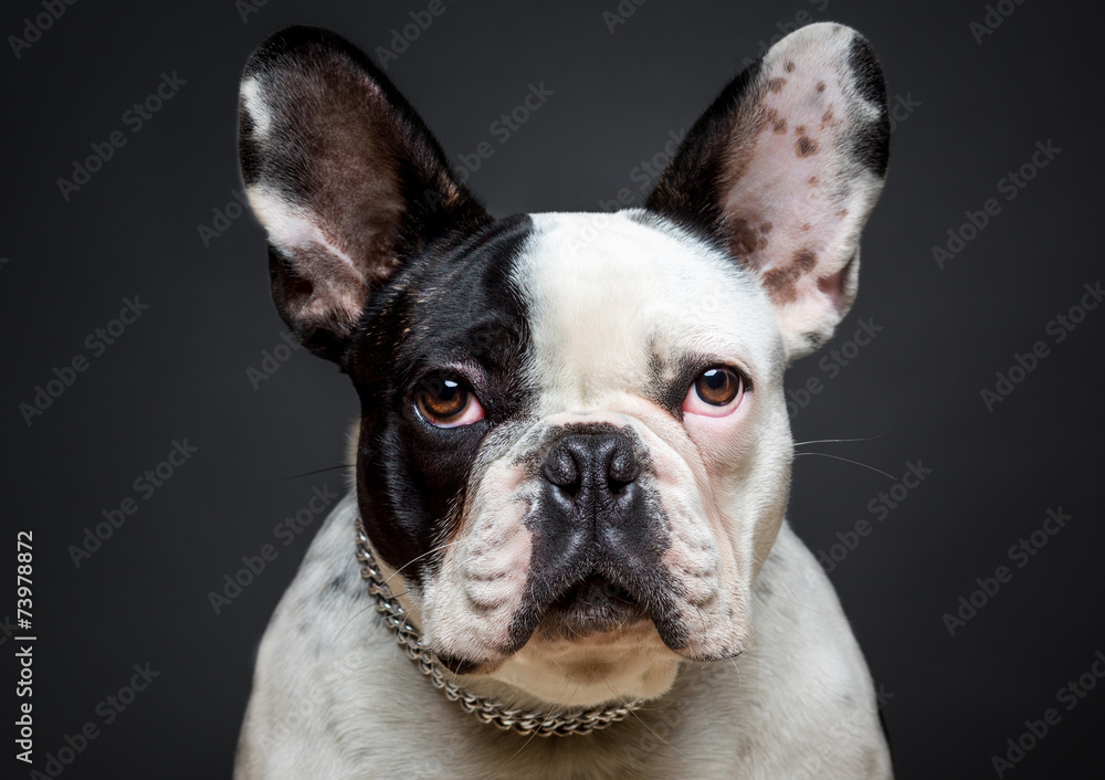 French bulldog French bulldog