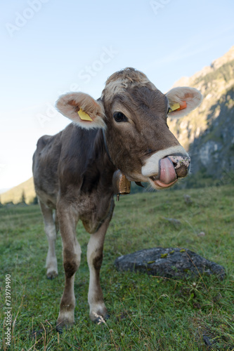Wallpaper Mural Hausrind, Domestic cattle Torontodigital.ca