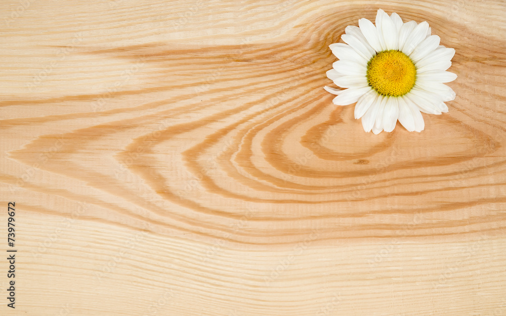 Obraz premium Wooden background with camomile
