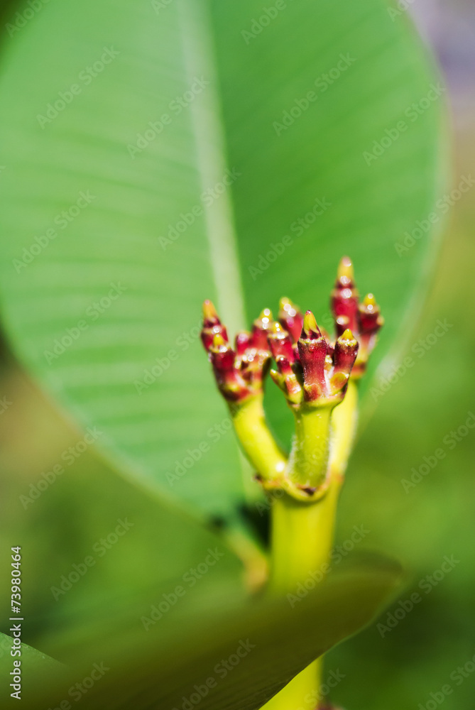 Obraz premium Desert rose