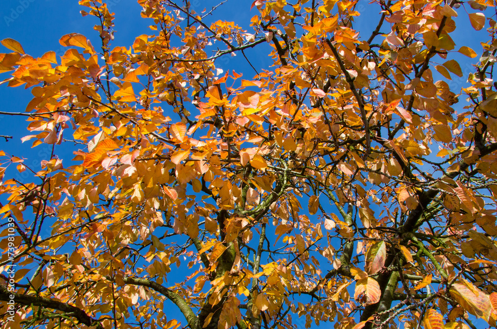 Laubbaum im Herbst Laubbaum im Herbst