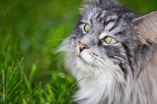 Maine Coon.