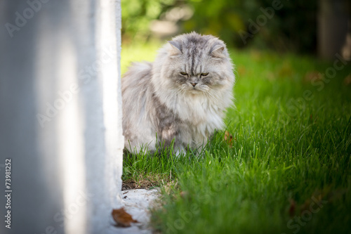 persian cat in the garden.