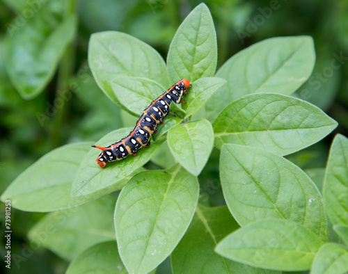 Schmetterlingsraupe photo