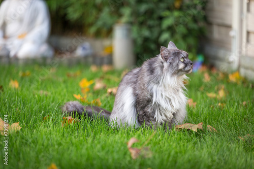 Norwegian cat.
