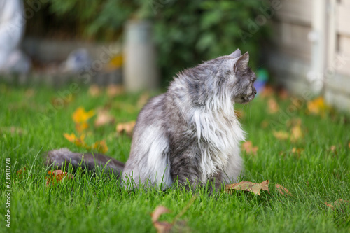 Norwegian cat.