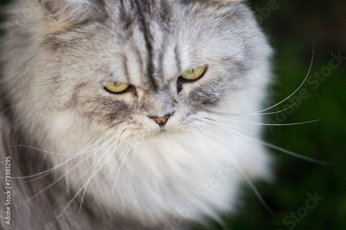 persian cat in the garden.